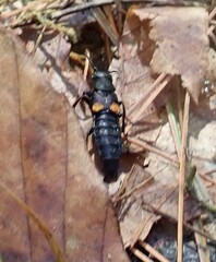 Platydracus fossator