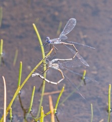 Lestes vidua