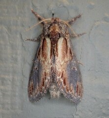 Notodonta scitipennis