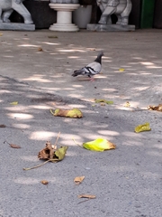 Columba livia domestica