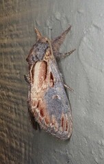 Notodonta scitipennis