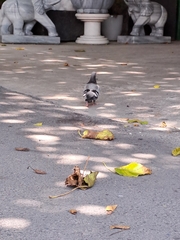 Columba livia domestica