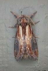Notodonta scitipennis