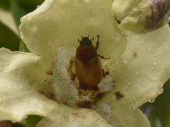 Cyclocephala melanocephala