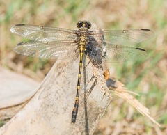 Progomphus alachuensis