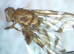 Tephritidae