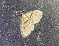 Xanthorhoe labradorensis