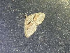 Xanthorhoe labradorensis