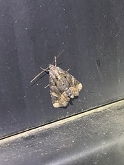 Homophoberia apicosa