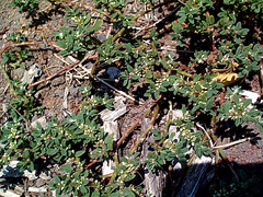 Polygonum plebeium image