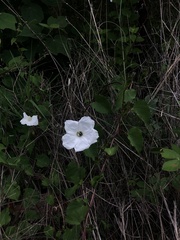 Ipomoea proxima
