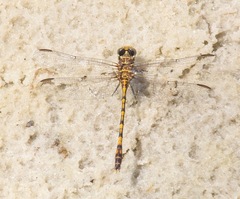 Progomphus alachuensis