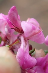 Indigofera pappei