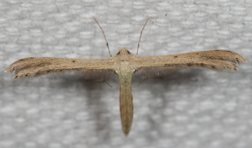Monte Christi Plume Moth