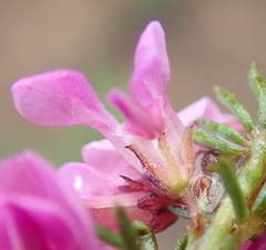 Indigofera pappei