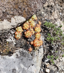 Sedum perezdelarosae