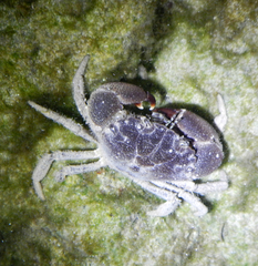 Panopeus lacustris