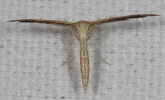 Exelastis montischristi