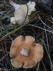 Infundibulicybe squamulosa