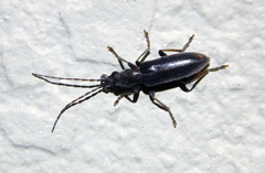 Oxycopis falli