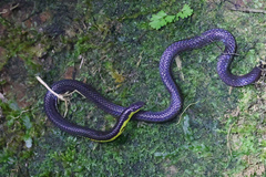 Calamaria borneensis