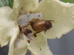 Cyclocephala melanocephala