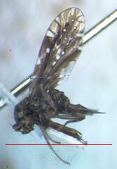 Tephritidae