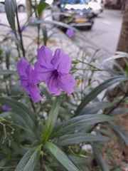Ruellia simplex