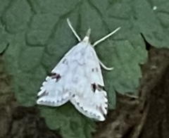 Udea washingtonalis