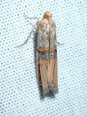 Dasypyga alternosquamella