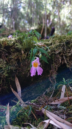 Image of Impatiens uniflora by (c) 沈玟伶(Wen-Ling Shen), some rights reserved (CC BY)