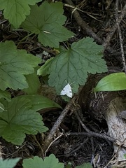 Udea washingtonalis