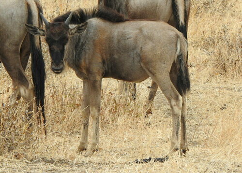 Blue wildebeest