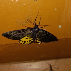 Arichanna sparsa