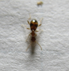 Acanthinus scitulus