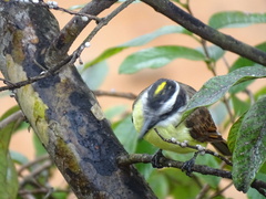 Pitangus sulphuratus