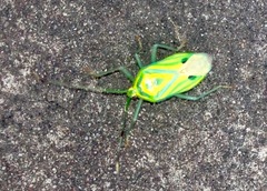 Urolabida