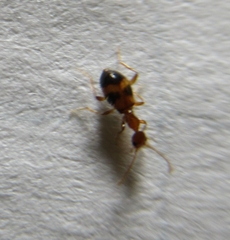 Acanthinus scitulus
