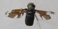 Bombyliidae