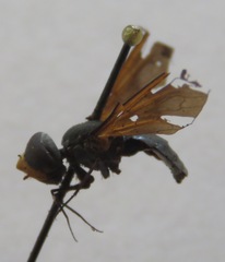 Bombyliidae