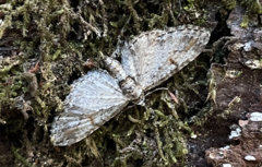 Eupithecia graefii