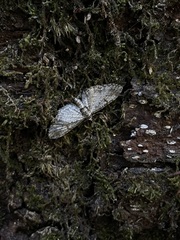 Eupithecia graefii