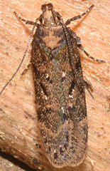 Chionodes thoraceochrella