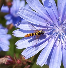 Sphaerophoria philanthus