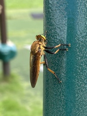 Cophinopoda