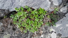 Sibbaldiopsis