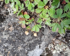 Sibbaldiopsis