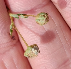 Sibbaldiopsis