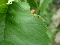 Tetraneura