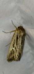 Mythimna velutina